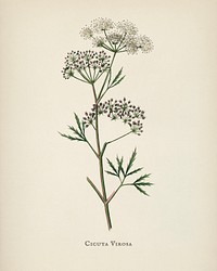 Cowbane (Cicuta virosa) illustration from Medical Botany (1836) by <a href="https://www.rawpixel.com/search/John%20Stephenson?&amp;page=1">John Stephenson</a> and <a href="https://www.rawpixel.com/search/James%20Morss%20Churchill?&amp;page=1">James Morss Churchill</a>.