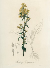 European goldenrod (Solidago virgaurea) illustration. Digitally enhanced from our own book, Medical Botany (1836) by John Stephenson and James Morss Churchill.