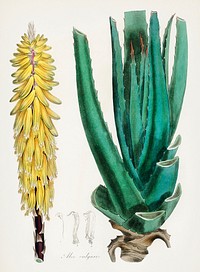 Aloe vulgaris illustration. Digitally enhanced from our own book, Medical Botany (1836) by John Stephenson and James Morss Churchill.