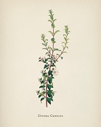 Diosma crenata illustration from Medical Botany (1836) by <a href="https://www.rawpixel.com/search/John%20Stephenson?&amp;page=1">John Stephenson</a> and <a href="https://www.rawpixel.com/search/James%20Morss%20Churchill?&amp;page=1">James Morss Churchill</a>.