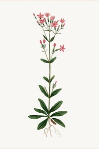 Botanical European centaury psd vintage plant sketch