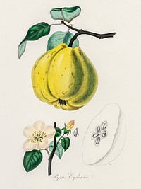 Quince (Pyrus cydonia) illustration. Digitally enhanced from our own book, Medical Botany (1836) by John Stephenson and James Morss Churchill.