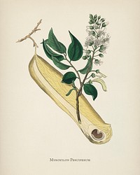 Myroxylon peruiferum illustration from Medical Botany (1836) by <a href="https://www.rawpixel.com/search/John%20Stephenson?&amp;page=1">John Stephenson</a> and <a href="https://www.rawpixel.com/search/James%20Morss%20Churchill?&amp;page=1">James Morss Churchill</a>.