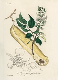 Myroxylon peruiferum illustration. Digitally enhanced from our own book, Medical Botany (1836) by John Stephenson and James Morss Churchill.