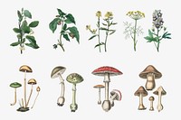 Vintage botanical plant and fungus vector illustrations