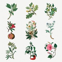 Psd pack of colorful plant and flowers vintage illustration