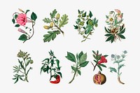 Vector botanical plant set illustrations