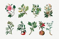 Psd botanical plant set illustrations