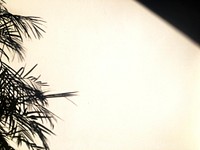 Light and shadow of palm tree on white wall