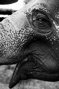 Closeup of a Thai elephant