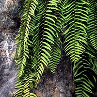 Closeup of boston fern leaves branches