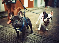 Young french bulldogs with leashes walking on steet side