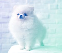 fluffy dog standing on brick wall background