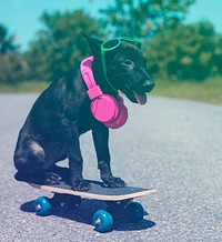 Hipster street dog on the skateboard
