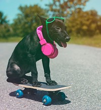 Hipster street dog on the skateboard