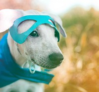 Hipster street dog on the superhero costume