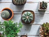 Small Cacti on a table