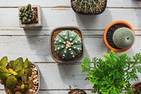 Plant Cactus Houseplant Nature Concept