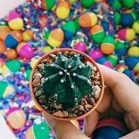 Cactus and colorful toys