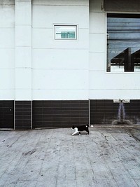 Homeless Cat Walking City Concept