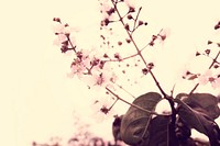 Sakura Cherry Blossom Nature Beauty