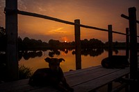 Silhouette Dog Sunset Nature Lake