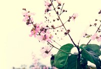 Sakura Cherry Blossom Nature Beauty