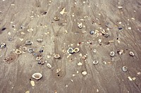 Nature Seashell Beach Sands Ocean