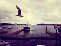 Yacht Club Parking Seagull Bird Flying