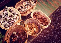 Pines In Wooden Basket Organized