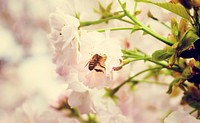 Beautiful Flower Bee Widlife Lifestyle Natural