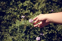 Hand Reaching Out for Purple Flowers