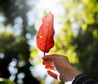 Woman holding a red leaf