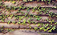 Climber plants with horizon wooden plank