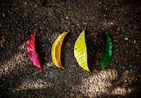 Colorful leaves on the ground in nature aerial view