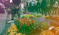 Beautiful Colourful Flowers Street Market