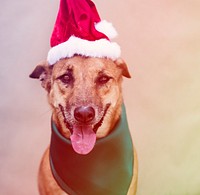 Dog Wear Santa Hat Costume