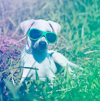 Dog Wear Sungalsses Sit on Grass