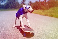 Dog Wear Superhero Costume on Skateboard