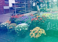 Beautiful Colourful Flowers Street
