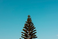 Norfolk Island Pine Tree with Sky View