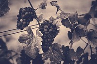 Grapes Hanging with Leaves in Vine Yard