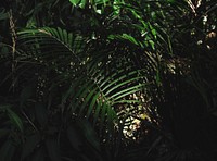 Green Forest Jungle with Palm Leaves
