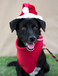 Pet Dog Christmas Costume Cute Animal Playful