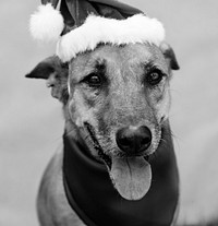 Pet Dog Christmas Costume Cute Animal Playful