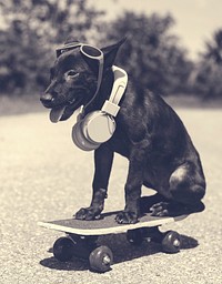 Dog Headphone Skateboard Summer Playful