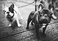 Young french bulldogs with leashes walking on steet side