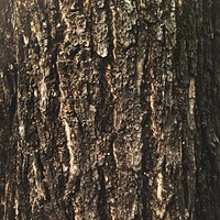 The bark on a tree