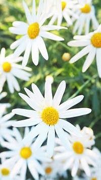 Daisy phone wallpaper, white flower spring mobile background