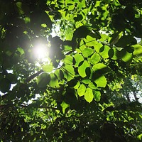 Sun peeking through tree leaves